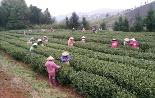 茶陵爆料最新消息,最新动态揭秘,热点事件追踪! 第2张 茶陵爆料最新消息,最新动态揭秘,热点事件追踪! 第2张